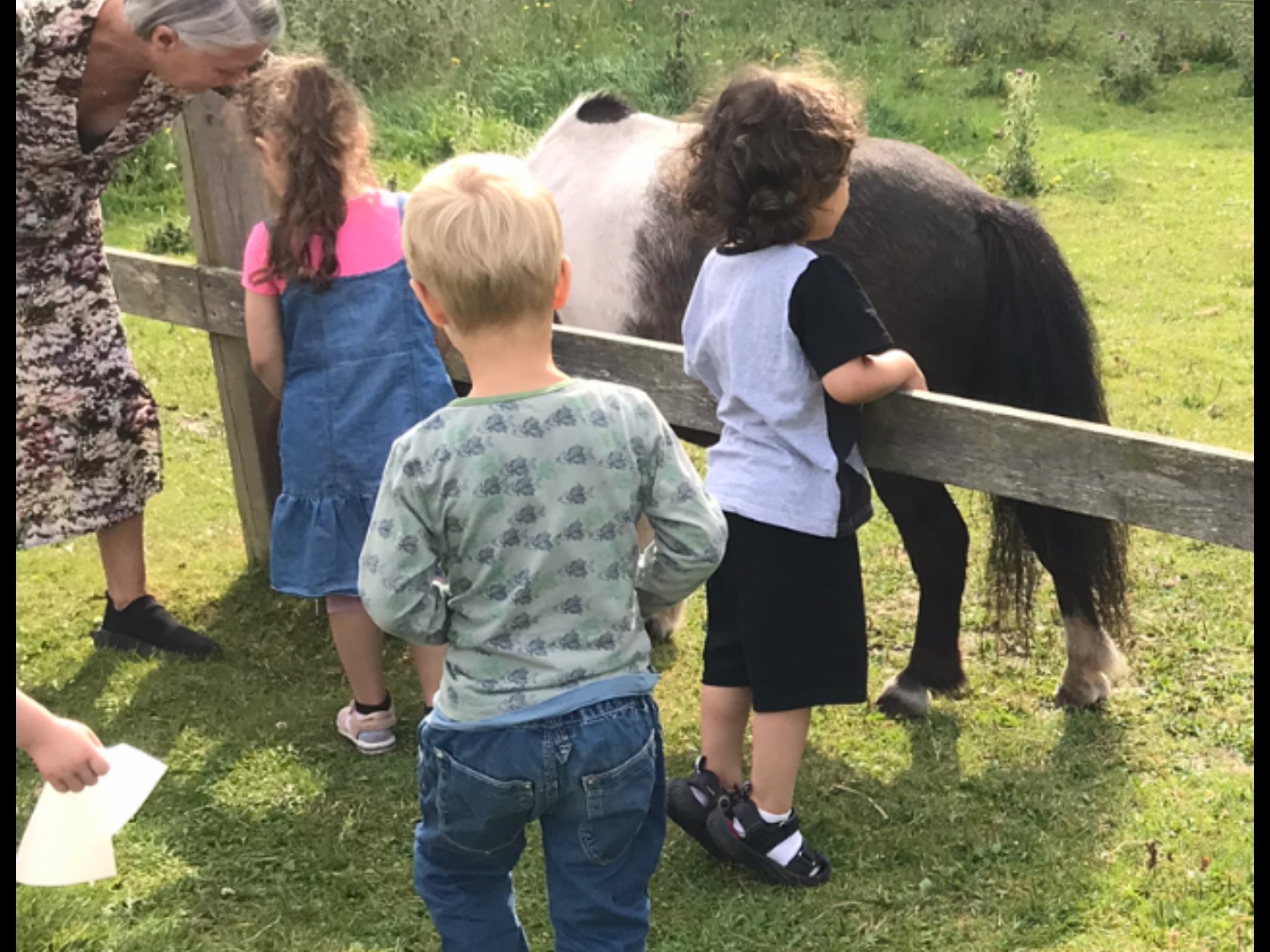 Børn og voksne ser på hest.